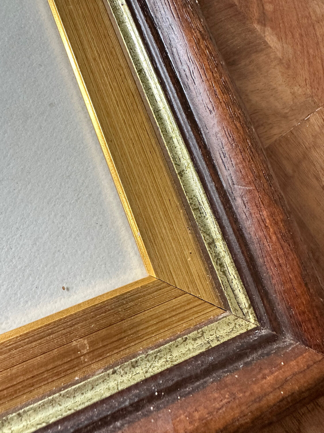 Antique illustration of a bird. Antique framed illustration of a bird.