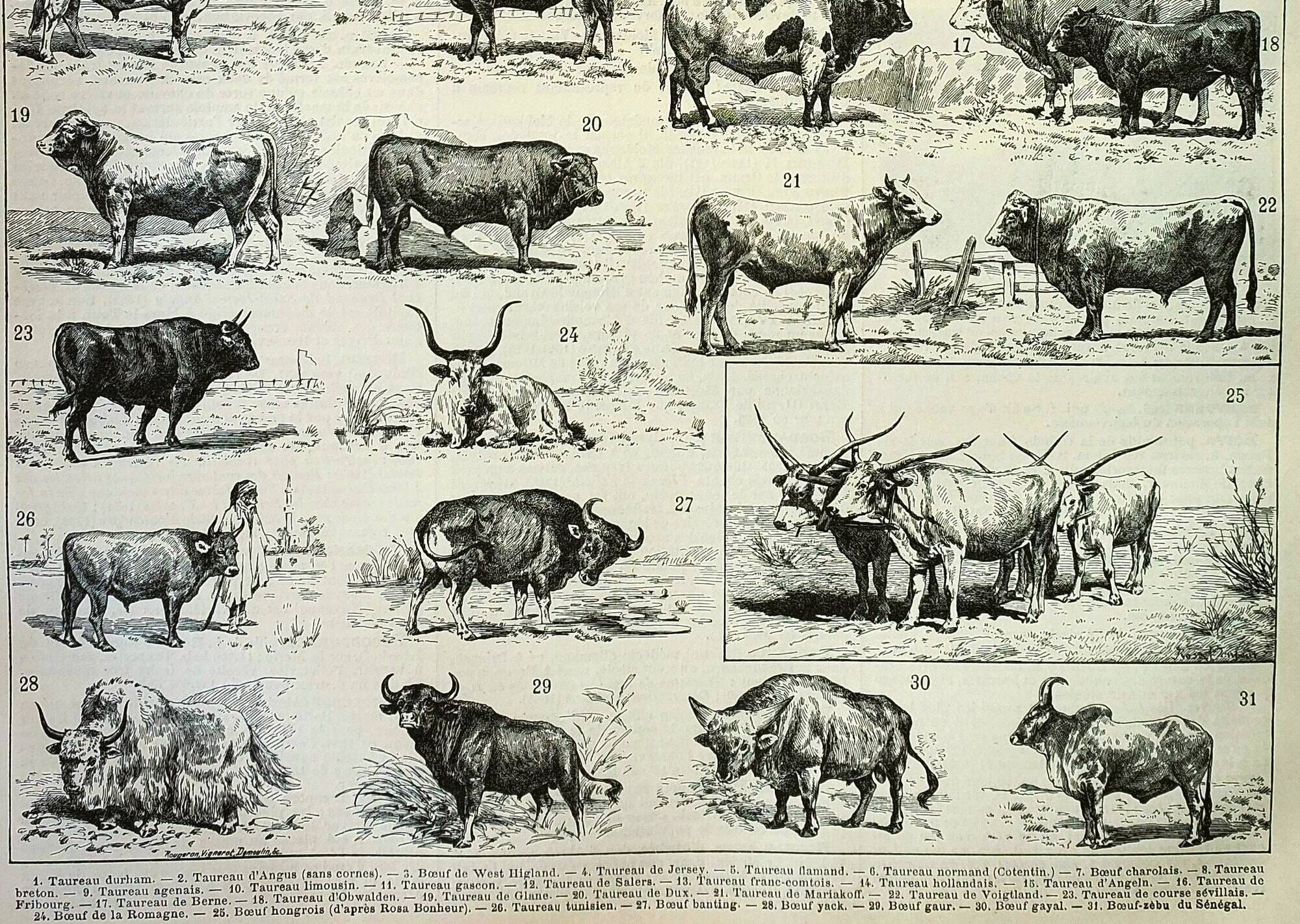 Gravure ancienne 1898, Bœuf, vache, taureau, veau • Lithographie, illustration originale