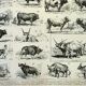 Gravure ancienne 1898, Bœuf, vache, taureau, veau • Lithographie, illustration originale