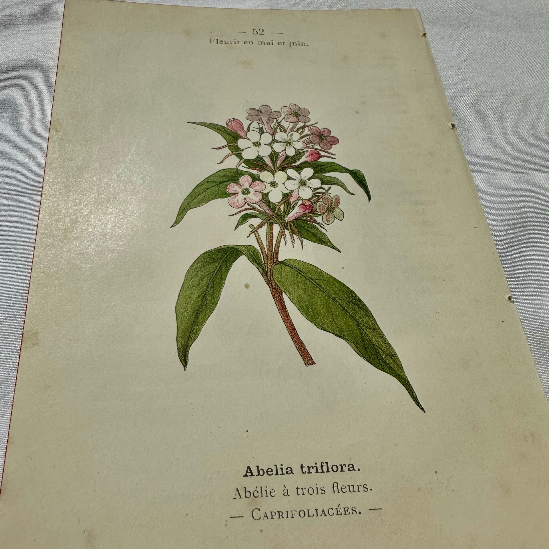 19th-century botanical engraving, double-sided, hand-coloured, plant from France.