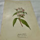 19th-century botanical engraving, double-sided, hand-coloured, plant from France.