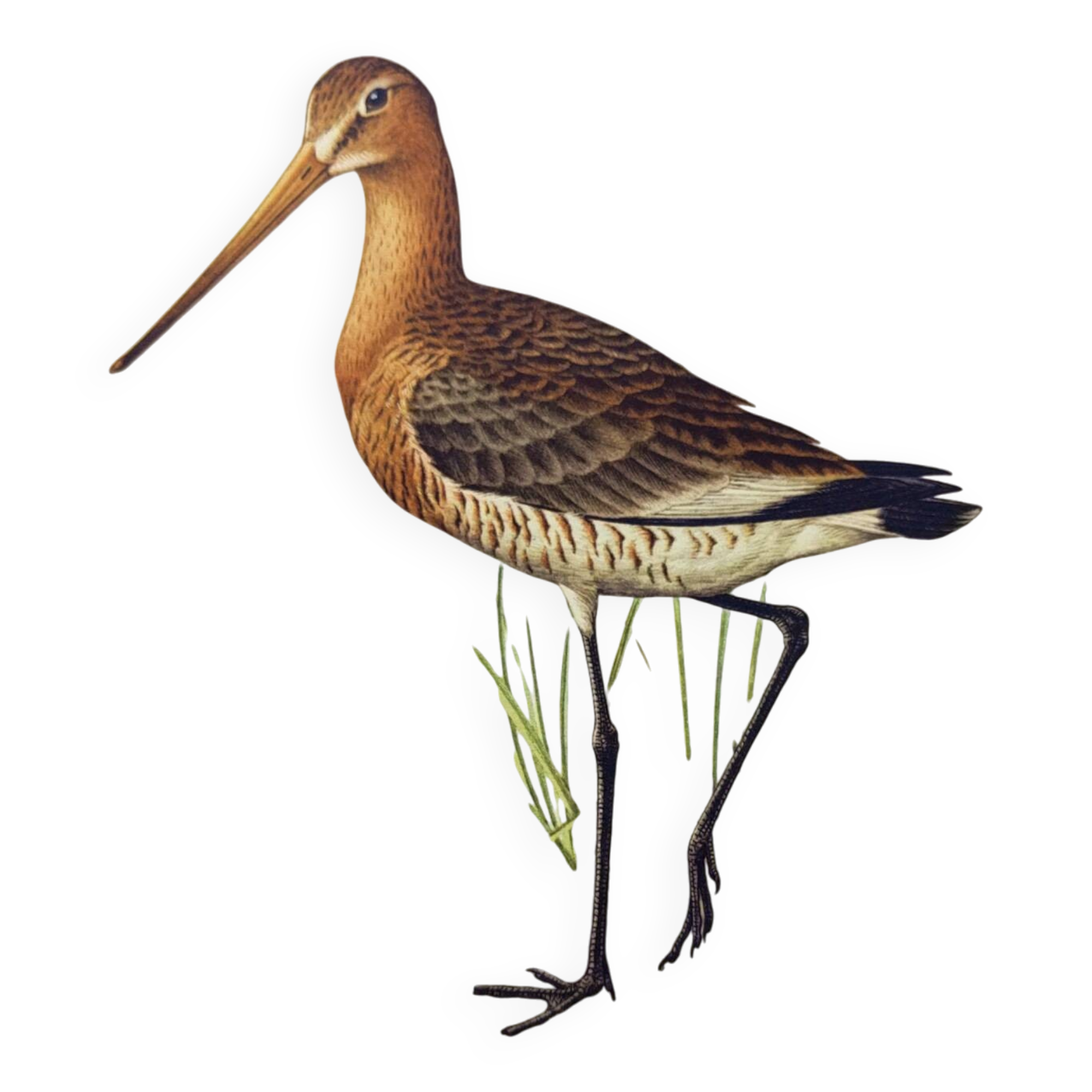 Antique bird print from the 1960s - Black-tailed Godwit - Illustration