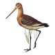 Antique bird print from the 1960s - Black-tailed Godwit - Illustration