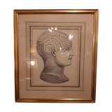 Phrenology head frame