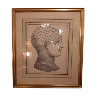 Phrenology head frame