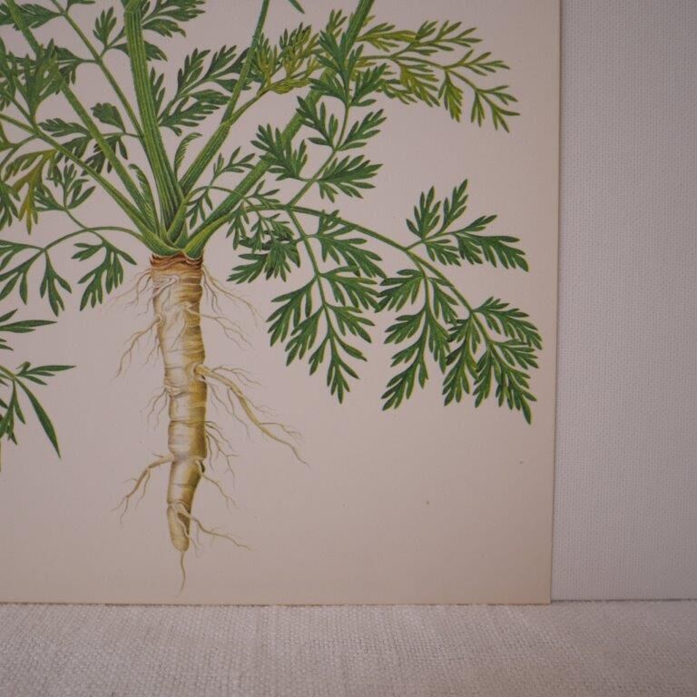 Planche botanique carotte