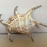 Lambis shell