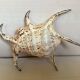 Lambis shell