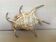 Coquillage lambis