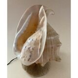 Shell lamp