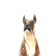 Vintage Italian design hand painted ceramic dog