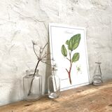 Botanical plank the hammamélis