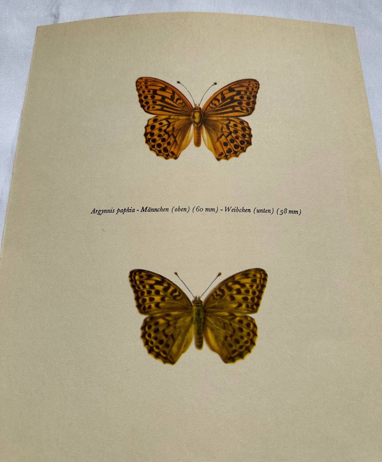 Antique butterfly engraving vintage botanical plate naturalist etching