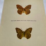 Antique butterfly engraving vintage botanical plate naturalist etching