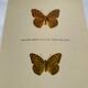 Old butterfly engraving vintage botanical plate etching naturalist
