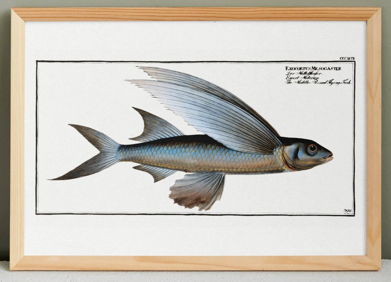 Poster about the flying fish (2), after an old engraving from 1746.