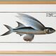 Poster about the flying fish (2), after an old engraving from 1746.