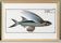 Poster about the flying fish (2), after an old engraving from 1746.