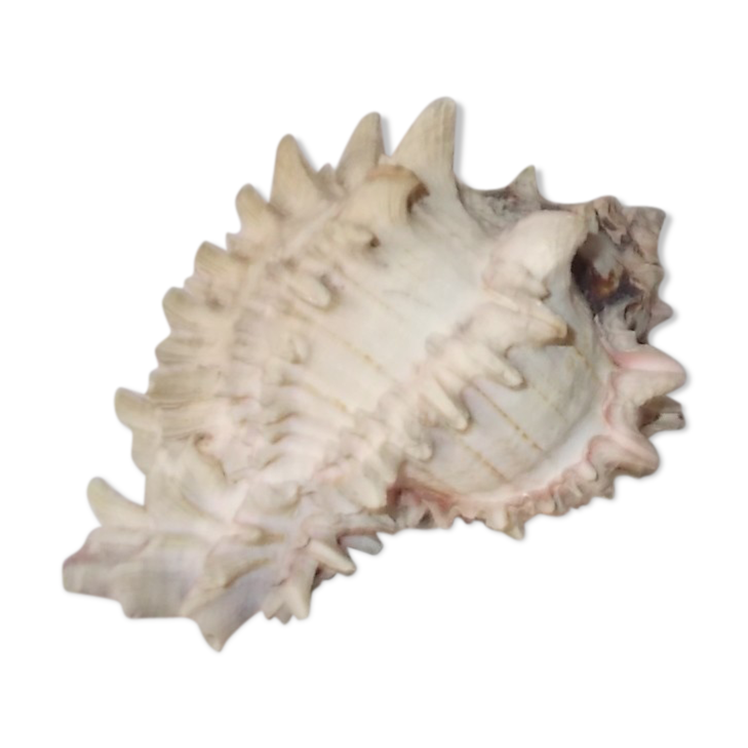 Shell for curiosity cabinet