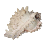 Shell for curiosity cabinet