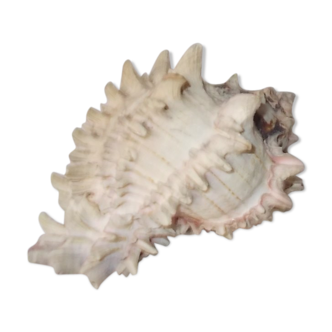 Shell for curiosity cabinet
