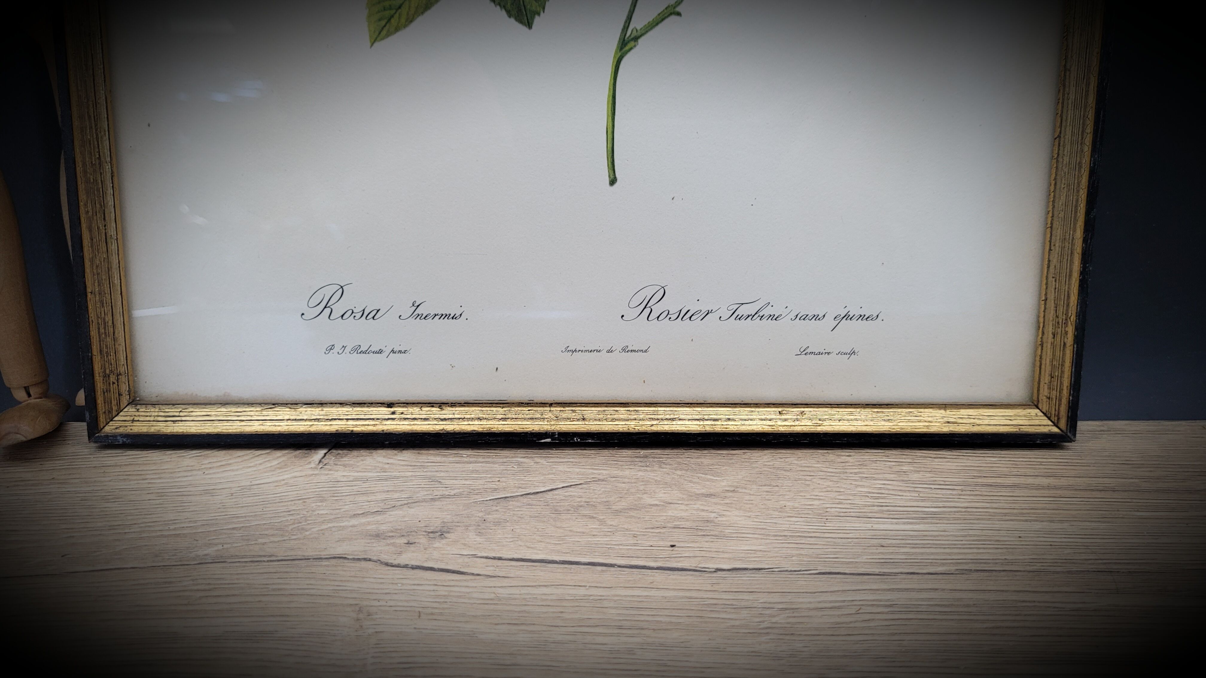 Lithograph Turbiné rose without thorns frame