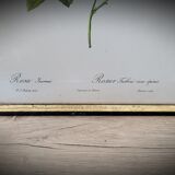 Lithograph Turbiné rose without thorns frame