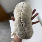 Pair of Fungia "shark cushion" corals