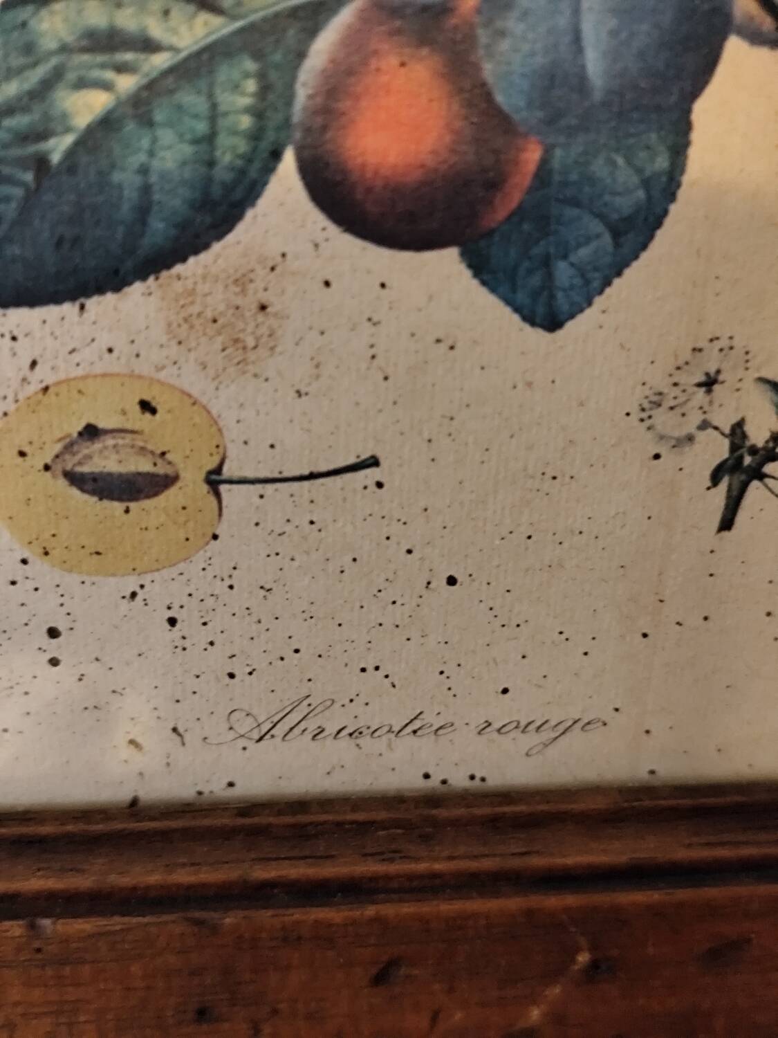 Set of three small framed fruit prints