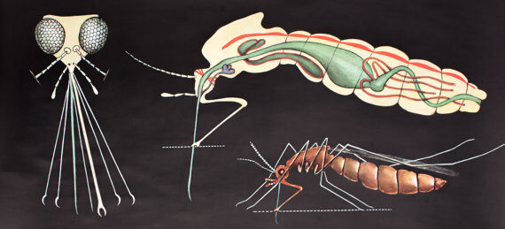 Wall poster of the school from Jung-Koch-Quentell "mosquito" 1972