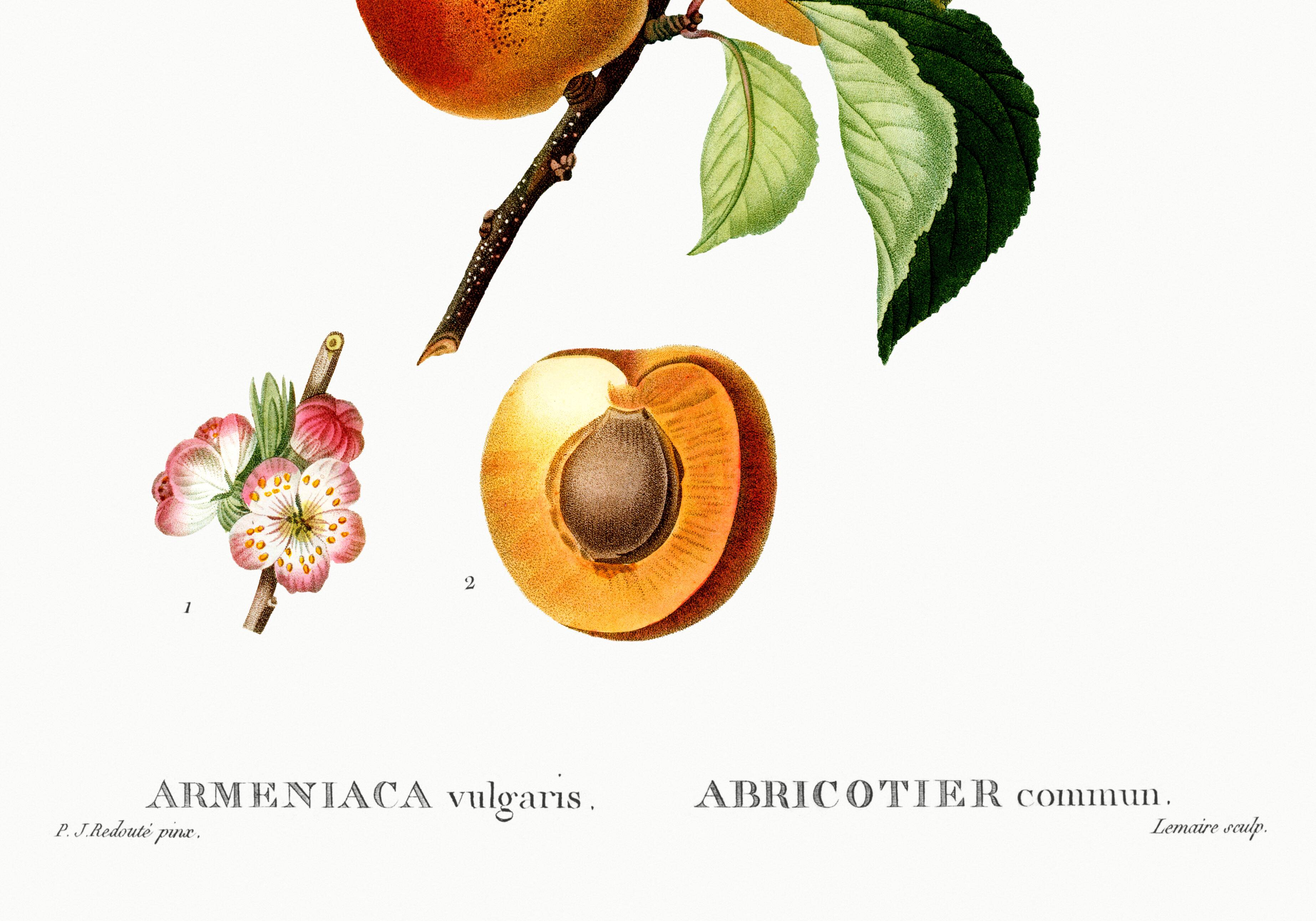 Vintage poster about an apricot tree, based on an engraving from 1802