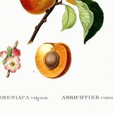 Vintage poster about an apricot tree, based on an engraving from 1802