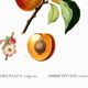 Vintage poster about an apricot tree, based on an engraving from 1802