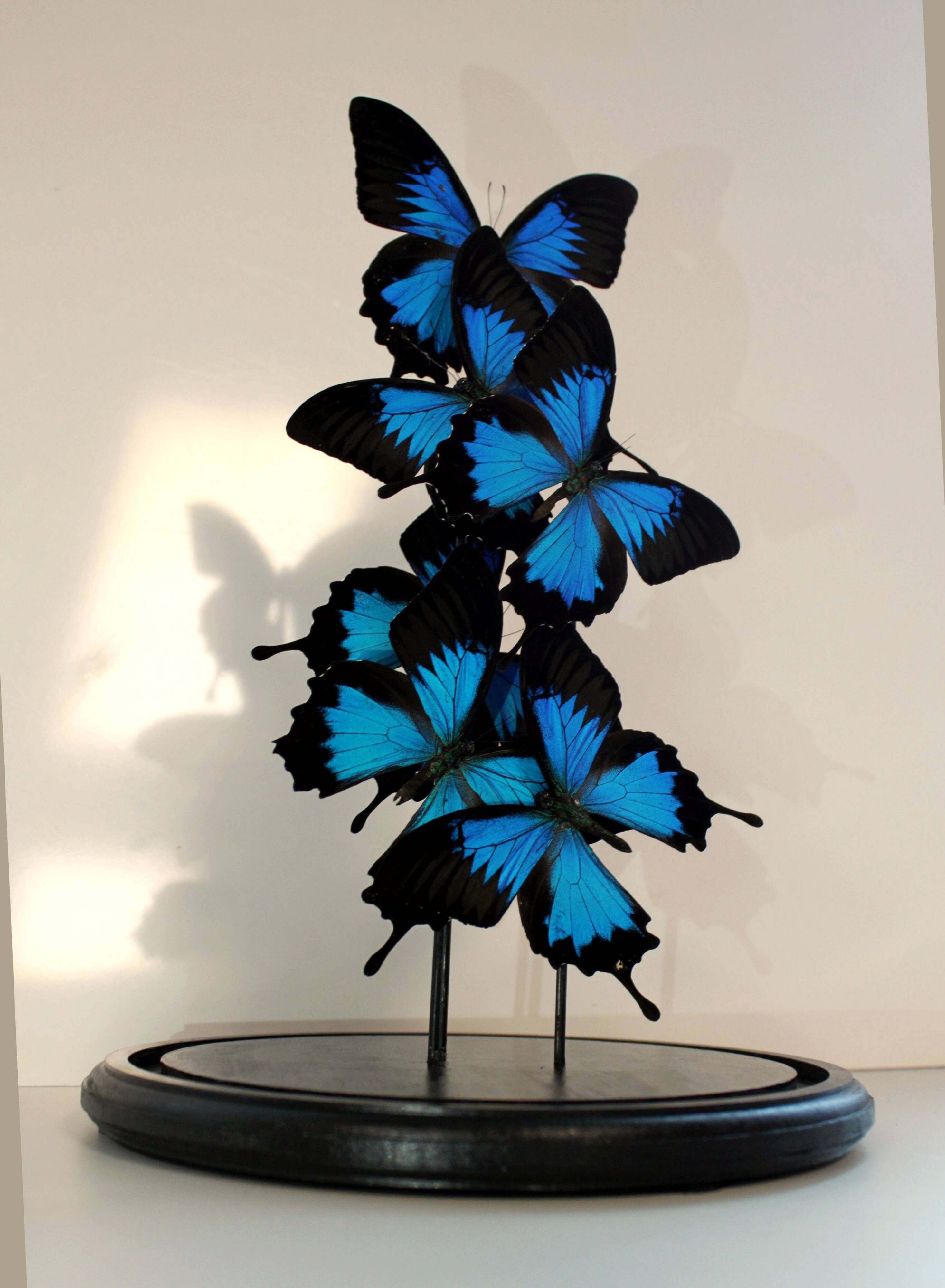 Flight of butterflies under globe.