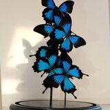 Flight of butterflies under globe.