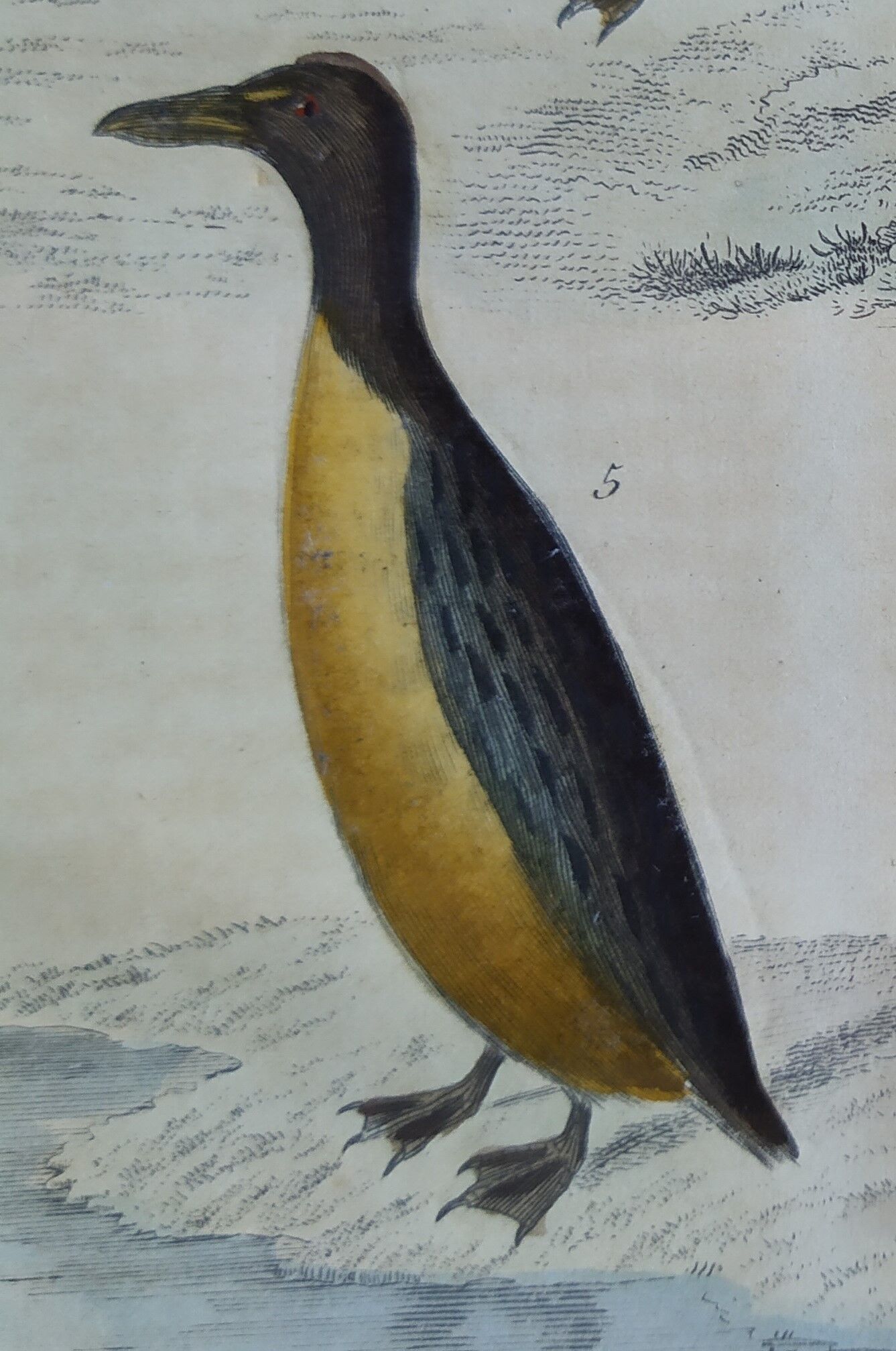 Original ornithological plate " Guillemot - Puffin - &c.. Buffon (1837)