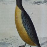 Planche ornithologique originale " Guillemot - Macareux - &c.. Buffon 1837