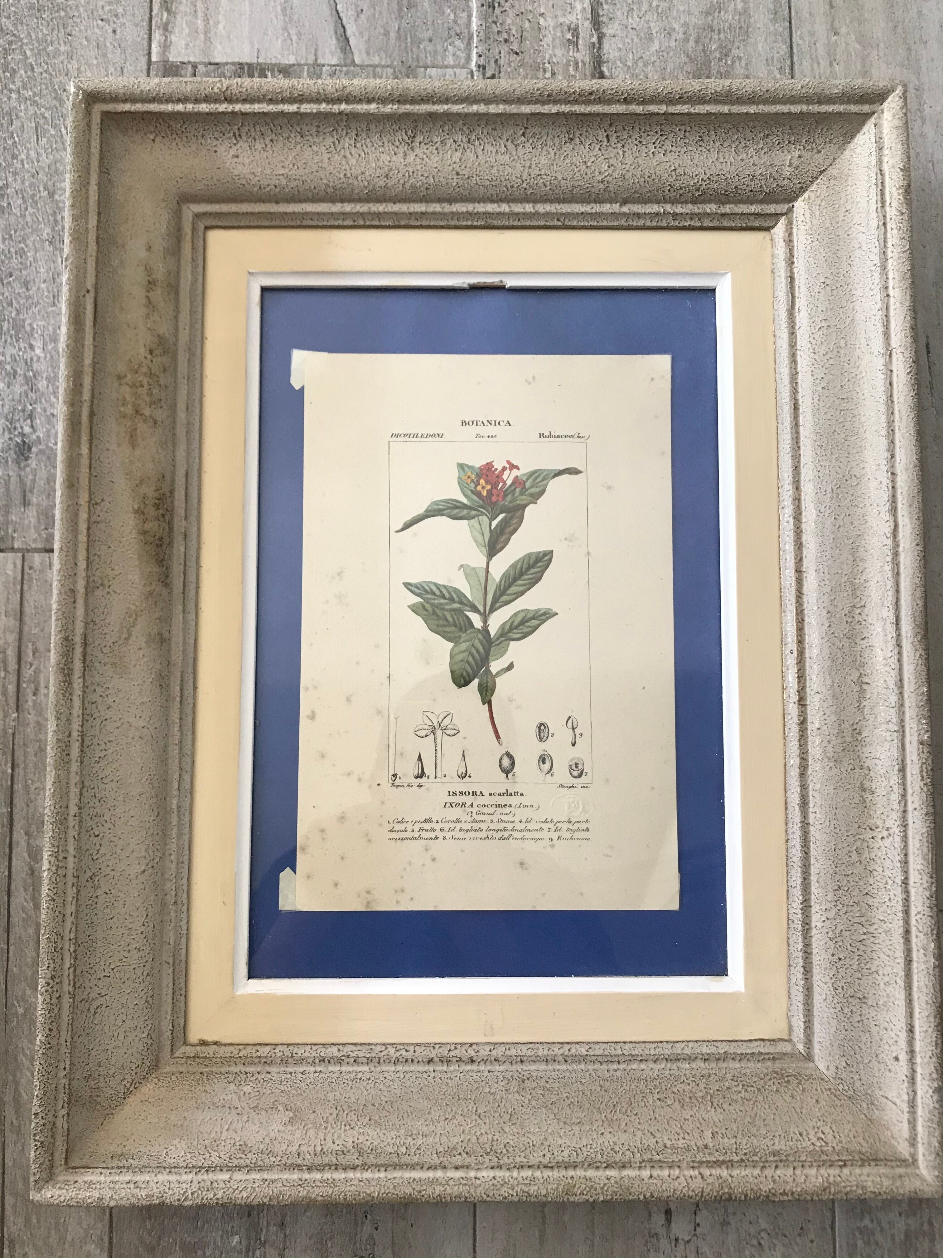 Ancient botanical plank frames
