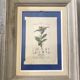 Ancient botanical plank frames