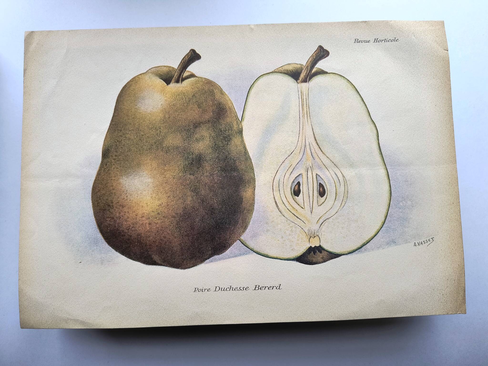 Antique botanical engraving from 1922 by A.Vasset • Duchess pear • fruit