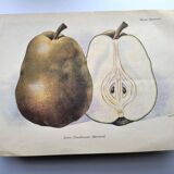 Antique botanical engraving from 1922 by A.Vasset • Duchess pear • fruit