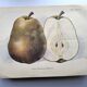 Antique botanical engraving from 1922 by A.Vasset • Duchess pear • fruit