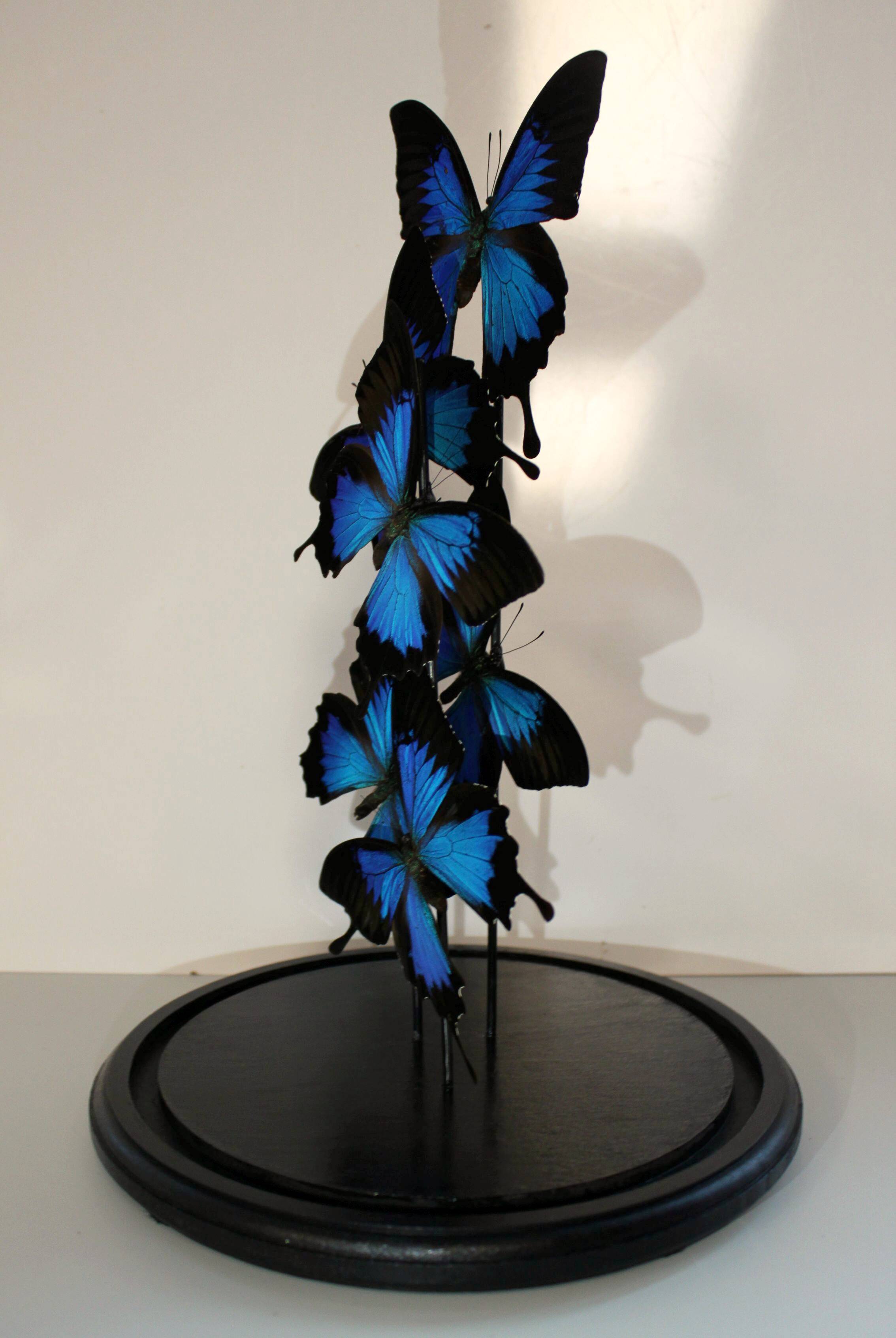 Flight of butterflies under globe.