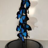 Flight of butterflies under globe.