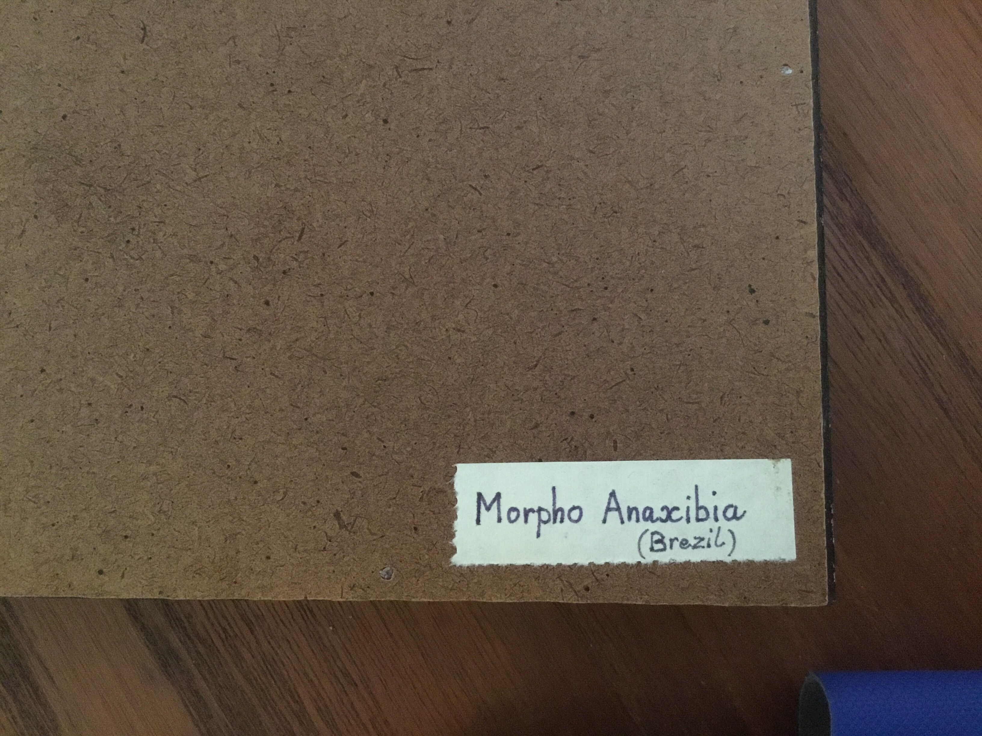 Butterfly morpho anaxibia