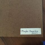 Butterfly morpho anaxibia