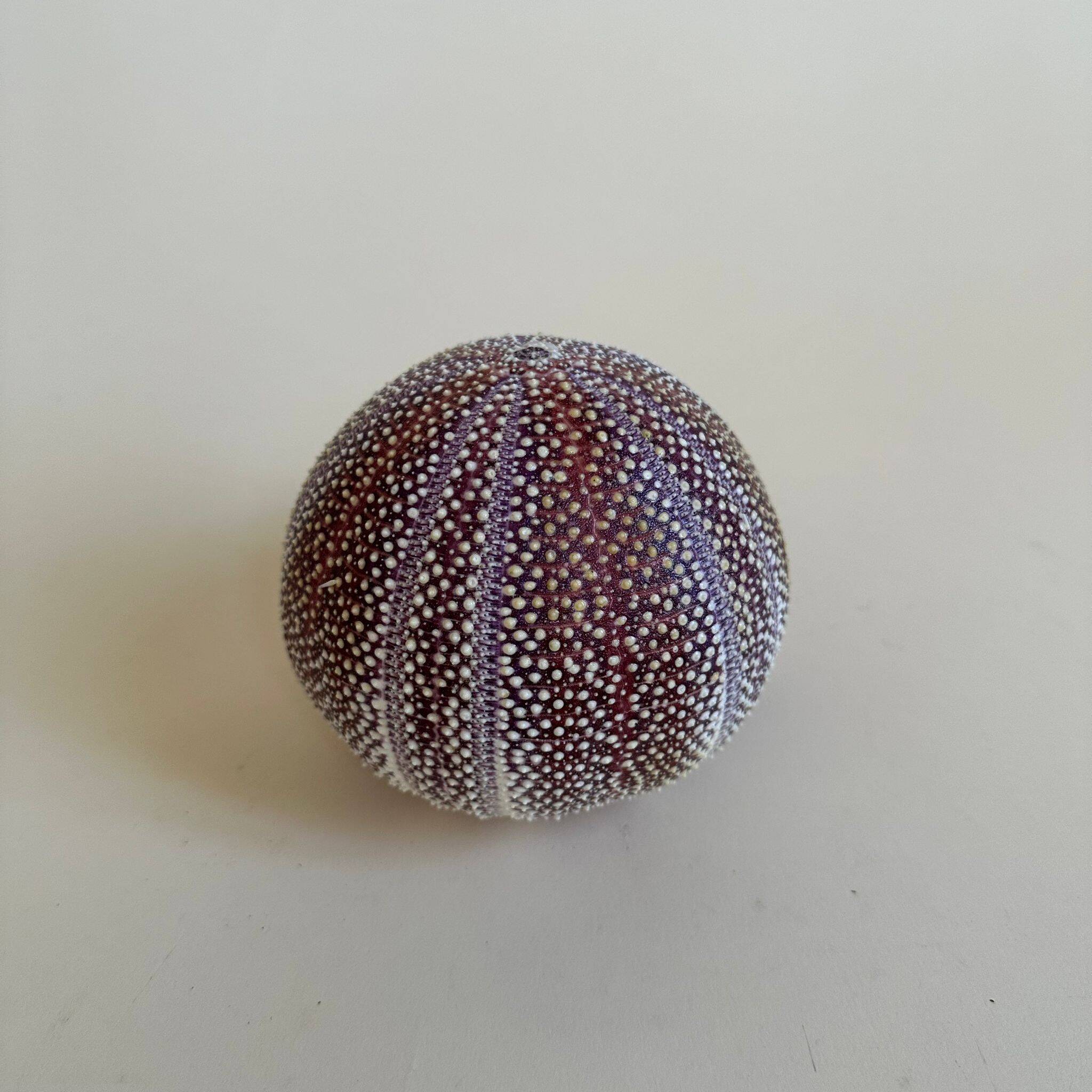 Sea urchin entomology