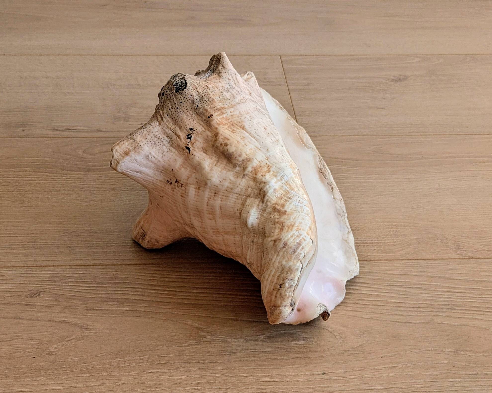 Conch Marine shell - Strombus alatus 26 cm 1.6 kg