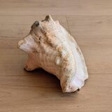 Conch Marine shell - Strombus alatus 26 cm 1.6 kg
