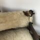 Set of 2 vintage wooden chairs with beige sheepskin seats, rustic style.